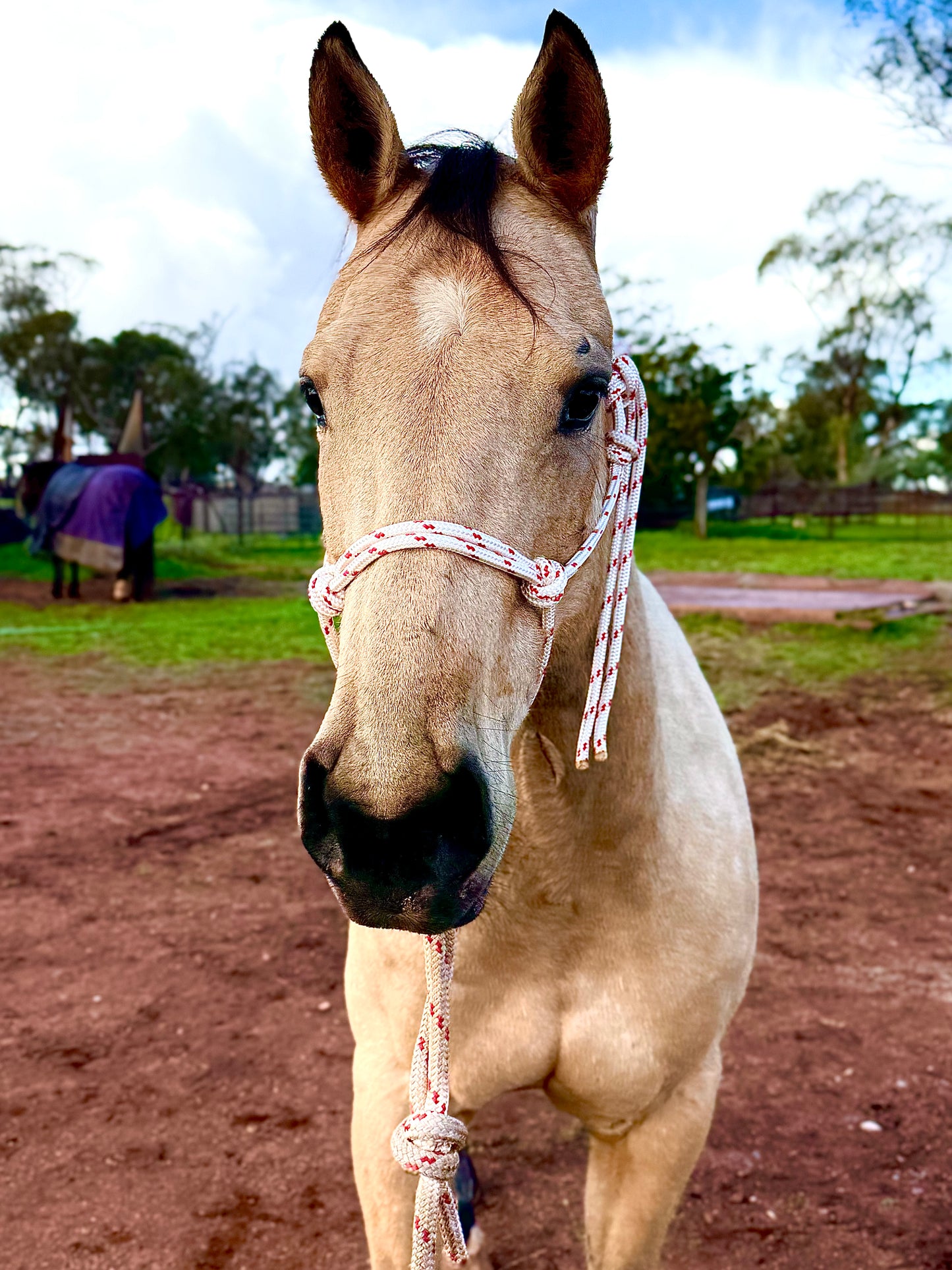 Rope Halter & Lead Rope Combo